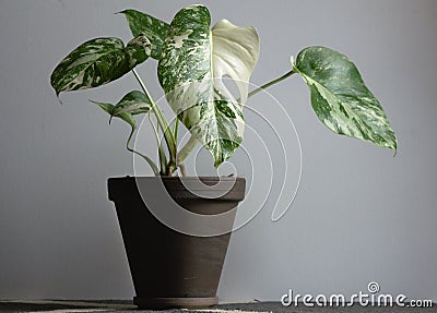 Monstera deliciosa variegata on white background Stock Photo