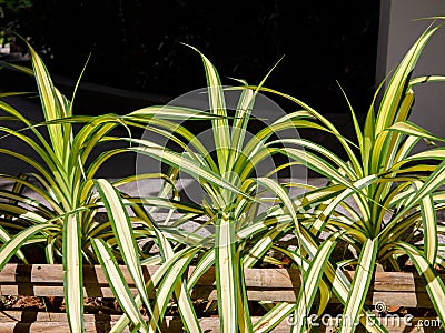 variegated ornamental foliage Yucca filamentosa Golden Sword in thai garden Stock Photo