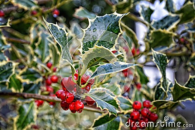 Variegated ornamental holly leaves and berries after a rain. Stock Photo