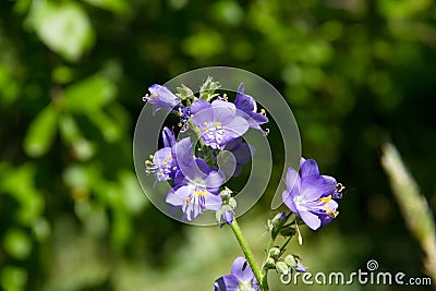 Variegated Polemonium reptans `Stairway to Heaven Stock Photo