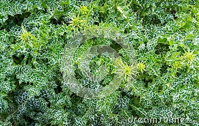 Variegated prickly leaves of Cardus marianus or Saint Mary`s thistle Silybum marianum. Milk thistle is valuable plant Stock Photo