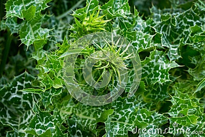 Variegated prickly leaves of Cardus marianus or Saint Mary`s thistle Silybum marianum. Milk thistle Stock Photo