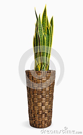 Variegated snake plant isolated on white background Stock Photo