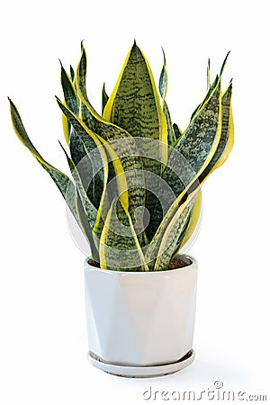 Variegated snake plant isolated Stock Photo