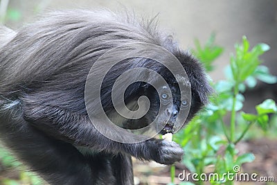 Variegated spider monkey Stock Photo