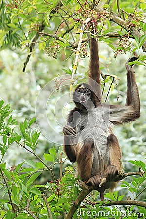 Variegated spider monkey Stock Photo