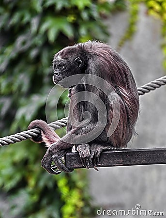 Variegated spider monkey 5 Stock Photo