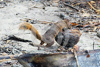 Variegated squirrel with a coconut - Costa Rica Stock Photo