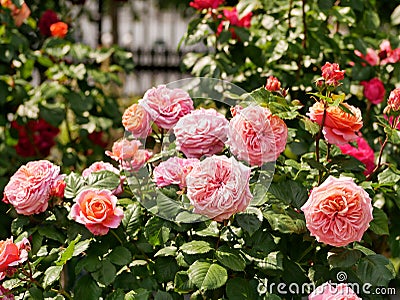 Varietal elite roses bloom in Rosengarten Volksgarten in Vienna. Pink Floribunda rose flowers Stock Photo