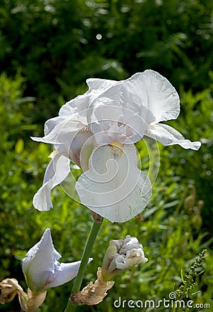 iris of white color, close up petals Stock Photo