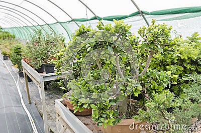 Varieties of bonsais tree in a greenhouse Stock Photo