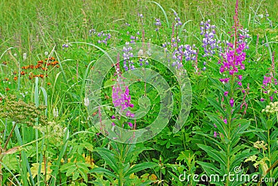 FLOWERS- Alaska- Beautiful Summer Wildflowers Stock Photo