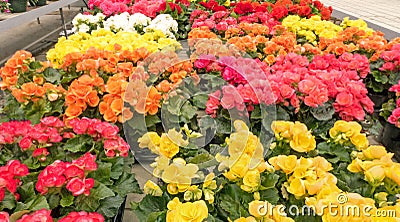 Variety of begonias flowers Stock Photo