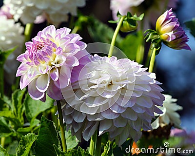 Variety of chrysanthemum midnight moon asteraceae plant, Stock Photo