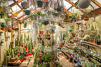 A variety collection of cactus and succulent plants in pots displayed in a small greenhouse in a nursery shop Editorial Stock Photo