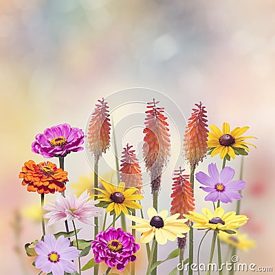 Variety of colorful flowers Stock Photo