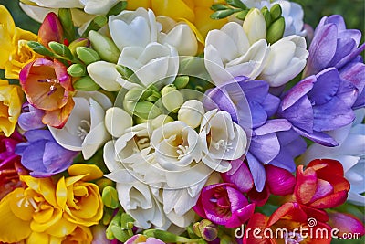 Variety of colorful freesias Stock Photo