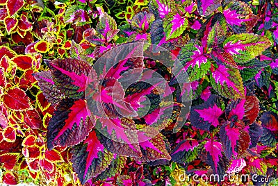 Variety Colourful plants Stock Photo