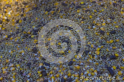 A variety of crops wheat, oats, corn Stock Photo