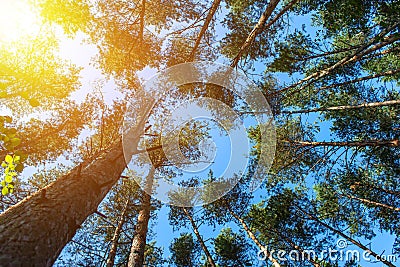 Variety crowns of the trees in the spring forest against the blue sky with the sun. Bottom view of the trees Stock Photo