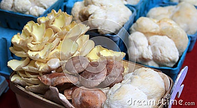 Variety of delicious maushrooms at market Stock Photo