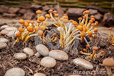 A variety of exotic mushrooms Grown Stock Photo