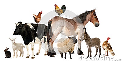 Variety of farm animals Stock Photo