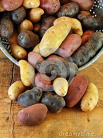 Variety of Fingerling Potatoes in Colander Stock Photo