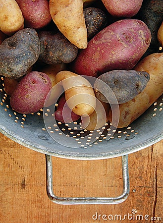 Variety of Fingerling Potatoes in Collander Stock Photo