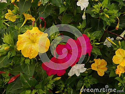 Variety of Four O`Clock Marvel of Peru flowers in full bloom Stock Photo