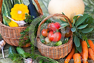 Variety of fresh organic seasonal vegetables and herbs in the garden. Stock Photo