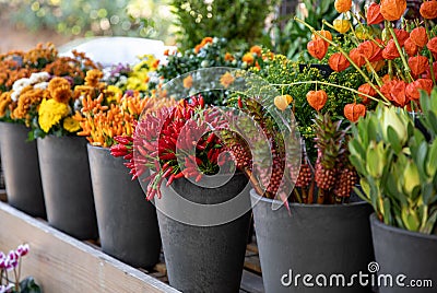 Variety of freshly cut autumn seasonal flowers - chrysanthemums, orange and red chili peppers, physalis peruviana plant at the Stock Photo