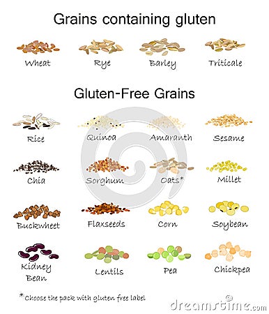 A variety of gluten free and containing gluten grains. Vector Illustration