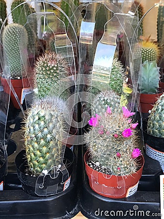 Variety of Household Cactus Trees on sale at a hardware store Editorial Stock Photo