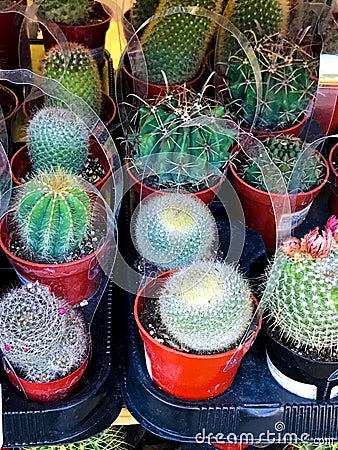 Variety of Household Cactus Trees on sale at a hardware store Editorial Stock Photo