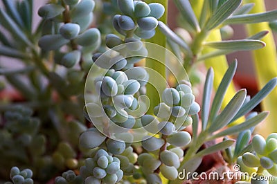 A variety of indoor succulents close up Stock Photo