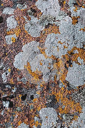 Variety of lichen gray, orange, green on stone Stock Photo