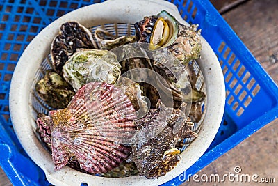 Variety of live oysters and shellfish for grill Stock Photo