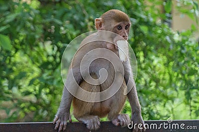 Brown Monkey with Banana in its Mouth Stock Photo