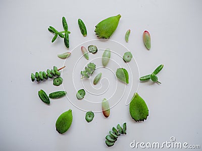 Variety of multiple green succulent leaves such as sedum rubrotinctum, crassula marnieriana, cotyledon tomentosa on a white Stock Photo