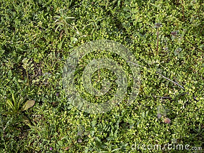 Variety of plants growing in the soil forming a green mantle Stock Photo