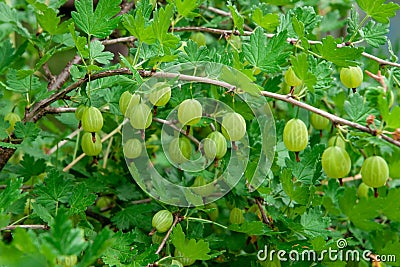Variety ripe green gooseberries growing on a bush Stock Photo