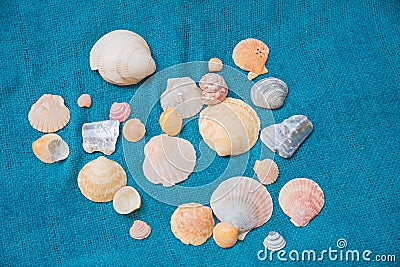 Variety of seashells on a blue linen fabric Stock Photo
