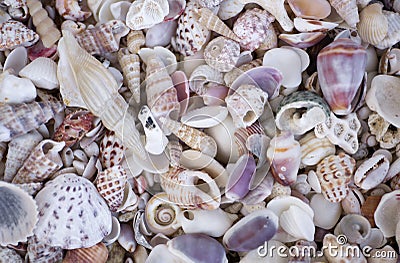 A variety of seashells. Mollusk colorful shells. Seashell texture. Stock Photo