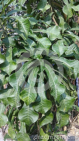 Variety shape of plant leaves Stock Photo