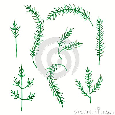 Set of watercolor spring leaves and branch. Fir leaves Illustration in different shapes. Vector illustration. Vector Illustration