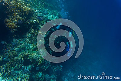 Variety of soft and hard coral shapes, sponges and branches in the deep blue ocean. Yellow, pin, green, purple and brown diversity Editorial Stock Photo