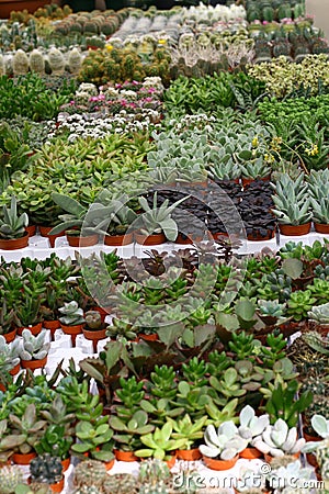 Variety of succulents and catcus Stock Photo