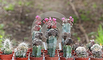 Variety of succulents and catcus in bloom Stock Photo