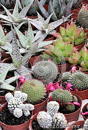 Variety of succulents and catcus in bloom Stock Photo